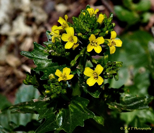 {Barbarea vulgaris}